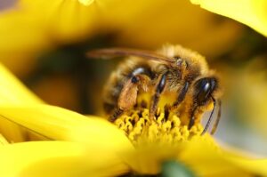 pollen